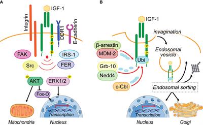 Controlled Signaling—Insulin-Like Growth Factor Receptor Endocytosis and Presence at Intracellular Compartments